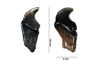 Eotrigonodon serratus